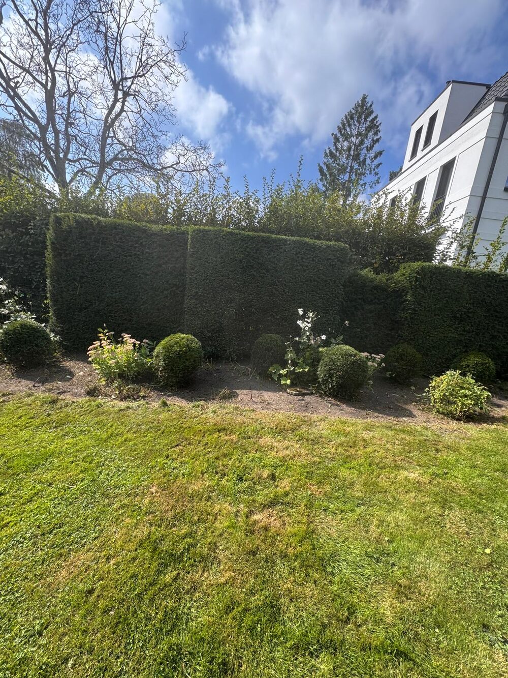 Blick auf Hecke, Rasen und bepflanzte Randbereiche.